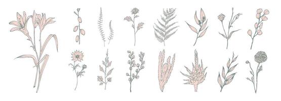 Sammlung von Hand gezeichnet Rosa Blumen, Farne und saftig isoliert auf Weiß Hintergrund. bündeln von botanisch Zeichnungen von elegant wild Pflanzen, Blumen- Dekorationen. Jahrgang natürlich Illustration. vektor