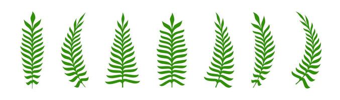Farn Zweig Satz. Ast mit Grün Blätter. Blumen- Dekoration. vektor