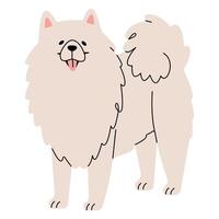 samojed söt på en vit bakgrund, illustration. vektor