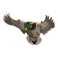 Ente Jagd Illustration Logo Bild t Hemd vektor