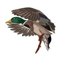 Ente Jagd Illustration Logo Bild t Hemd vektor