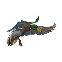 Ente Jagd Illustration Logo Bild t Hemd vektor