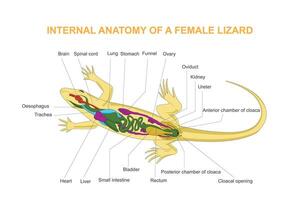 intern Anatomie von ein weiblich Eidechse. Reptilien. vektor