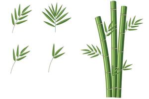 grön bambu stjälkar och löv isolerat på vit bakgrund vektor