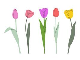 Tulpe Blume einstellen isoliert auf Weiß. Blume Sammlung mit Rosa, Gelb, rot und violett blüht. einfach eben Design. vektor