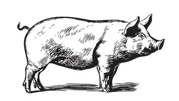 süß Schwein im Grafik Stil Landwirtschaft und Tier Haltung Illustration vektor