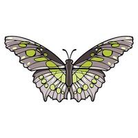 Malachit ist ein neotropisch Bürstenfuß Schmetterling vektor