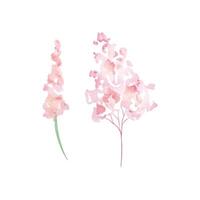 Aquarell Wildblumen, zart botanisch Illustration vektor