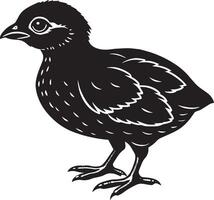 Wachtel Vogel- schwarz und Weiß Illustration, isoliert auf Weiß Hintergrund vektor
