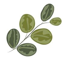 grön eukalyptus löv på kvist i platt design. dekorativ träd lövverk. illustration isolerat. vektor