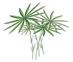 abstrakt tropisch Pflanze mit Blätter im eben Design. Grün Papyrus Blätter. Illustration isoliert. vektor