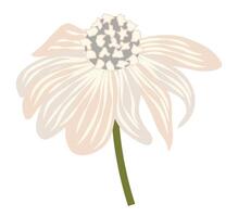 abstrakt Weiß Gänseblümchen Kopf im eben Design. Echinacea blühen auf Ast. Illustration isoliert. vektor