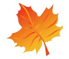 Herbst Orange Ahorn Blatt mit Venen im eben Design. fallen dekorativ Laub. Illustration isoliert. vektor