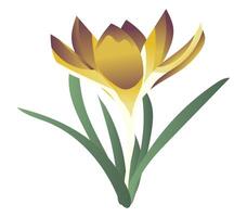 Gelb Safran auf Stengel im eben Design. Frühling Krokus zuerst Blume. Illustration isoliert. vektor