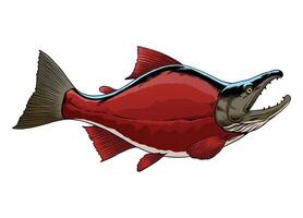 Hand gezeichnet von Sockeye Lachs Fisch Illustration vektor