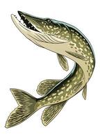 Jahrgang Illustration von Pike Fisch vektor