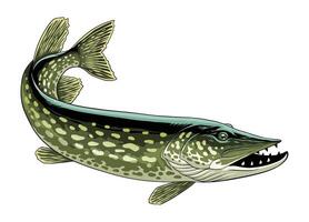 Pike Fisch Hand gezeichnet Illustration isoliert vektor