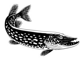 gädda fisk årgång svart och vit hand dragen illustration vektor