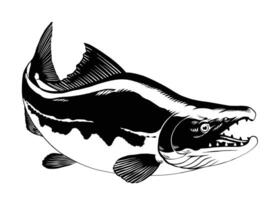 Jahrgang Illustration von Sockeye Lachs schwarz und Weiß isoliert vektor