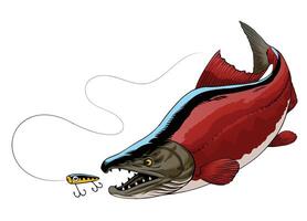 Illustration von Sockeye Lachs Fisch fangen das Angeln locken vektor