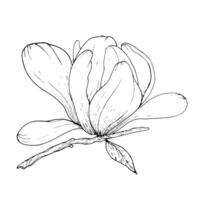 svartvit blommor och grenar av magnolia, hand ritade. magnolia kontur, svart och vit illustration av magnolia blommor och grenar vektor