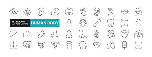 uppsättning av 36 mänsklig kropp linje ikoner uppsättning. mänsklig kropp översikt ikoner med redigerbar stroke samling. inkluderar hjärta, hjärna, vagina, penis, ryggrad, och Mer. vektor