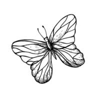 Schmetterling. Hand gemalt linear Insekt. Grafik Clip Art isoliert auf Hintergrund. botanisch und Hochzeit Illustration. zum Designer, Einladungen, Dekoration, Postkarten, Verpackung Papier vektor