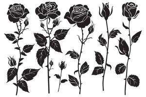 reste sig blomma svart silhuetter isolerat på en vit bakgrund, uppsättning av dekorativ ro med löv ClipArt vektor