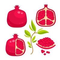 granatäpple frukt uppsättning. exotisk granatäpplen i skala och skära vektor