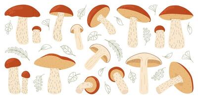 orange björk bultad svamp uppsättning. leccinum svampar. ätlig skog svamp samling. vegetarian svampar brun keps boletus. botanisk platt illustration isolerat på vit bakgrund. vektor