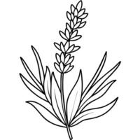 Lavendel Blume Gliederung Illustration Färbung Buch Seite Design, Lavendel schwarz und Weiß Linie Kunst Zeichnung Färbung Buch Seiten zum Kinder und Erwachsene vektor