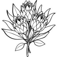 protea blomma översikt illustration färg bok sida design, protea blomma svart och vit linje konst teckning färg bok sidor för barn och vuxna vektor