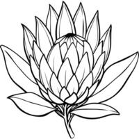 protea blomma översikt illustration färg bok sida design, protea blomma svart och vit linje konst teckning färg bok sidor för barn och vuxna vektor