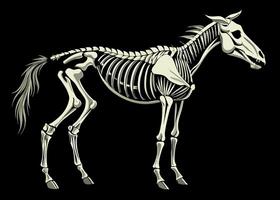 detaljerad grafik av en häst skelett på en mörk bakgrund vektor
