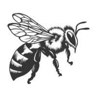 honungsbi med antenner illustration i gravyr stil. hand dragen svartvit honung bi för biodling, honung produktion, logotyp, paket design. geting sida se isolerat på vit vektor