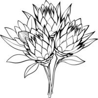 protea blomma översikt illustration färg bok sida design, protea blomma svart och vit linje konst teckning färg bok sidor för barn och vuxna vektor