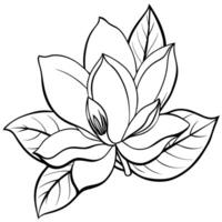 Magnolie Blume Gliederung Illustration Färbung Buch Seite Design, Magnolie Blume schwarz und Weiß Linie Kunst Zeichnung Färbung Buch Seiten zum Kinder und Erwachsene vektor