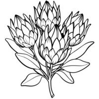 Protea Blume Gliederung Illustration Färbung Buch Seite Design, Protea Blume schwarz und Weiß Linie Kunst Zeichnung Färbung Buch Seiten zum Kinder und Erwachsene vektor