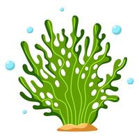 Grün ozeanisch Pflanze vektor