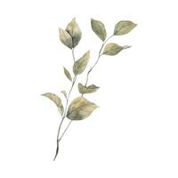vattenfärg botanisk gren av en naturlig grön växt, för annorlunda blomma arrangemang. isolerat hand dragen illustration för kort, klistermärken, textilier, design, inbjudningar, hemsida, logotyp. vektor