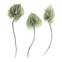 uppsättning av realistisk tropisk grön anthurium blommor. vattenfärg illustration, hand dragen på isolerat bakgrund. botanisk illustration för design av inbjudningar, kort, bröllop och högtider. vektor