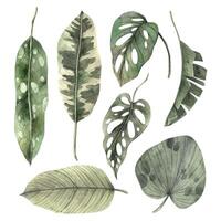 uppsättning av tropisk löv, banan, monstera, calathea, strelitzia löv. vattenfärg uppsättning dragen förbi hand. botanisk illustration för design av inbjudningar, kort, bröllop och högtider. vektor