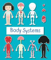 Diagram som visar olika kroppssystem av mänsklig tjej vektor