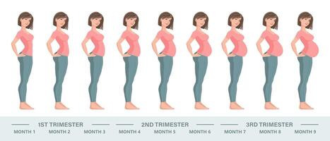 jung schwanger Frau Satz. fötal Wachstum beim anders Stufen von Schwangerschaft, monatlich Zeitraum. Illustration vektor
