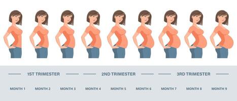 ung gravid kvinna uppsättning. foster- tillväxt på annorlunda stadier av graviditet, en gång i månaden period vektor