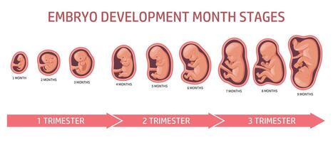 embryo i de livmoder, uppsättning. utveckling och tillväxt av de foster på annorlunda stadier av graviditet, en gång i månaden period. infografik, baner vektor