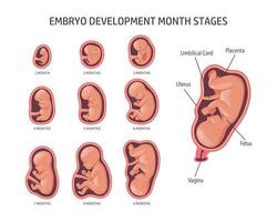 Embryo im das Mutterleib, Satz. Entwicklung und Wachstum von das Fötus beim anders Stufen von Schwangerschaft, monatlich Zeitraum. Infografiken, Banner vektor