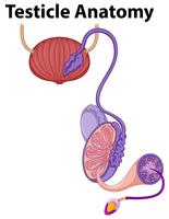 Menschliche Hodenanatomie auf weißem Hintergrund vektor