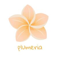 plumeria illustration. vibrerande tropisk blomma. realistisk botanisk hand dragen målning isolerat på vit bakgrund. tecknad serie design för affisch, ikon, kort, logotyp, märka, baner, klistermärke. vektor
