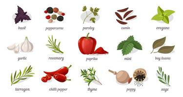 kryddor och örter. organisk aromatisk Ingredienser för matlagning, mexikansk indisk kök, platt tecknad serie baner med annorlunda typer av frön och löv. illustration vektor